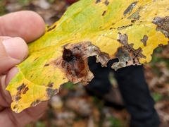 Hormaphis hamamelidis