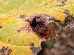 Hormaphis hamamelidis