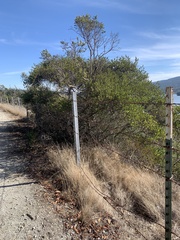Ceanothus thyrsiflorus thyrsiflorus