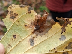 Hormaphis hamamelidis