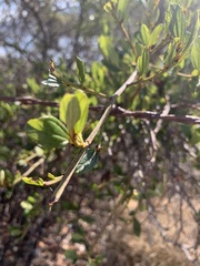 Ceanothus thyrsiflorus thyrsiflorus