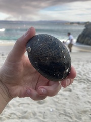 Haliotis cracherodii