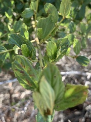 Ceanothus thyrsiflorus thyrsiflorus