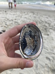 Haliotis cracherodii