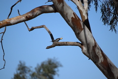 Nymphicus hollandicus