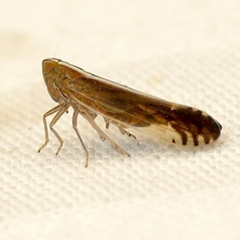 Stenocranus
