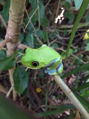 Agalychnis annae