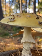 Amanita