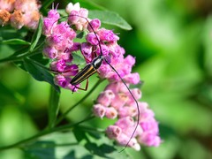 Sphaenothecus bilineatus