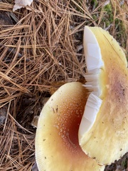 Amanita