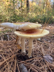 Amanita