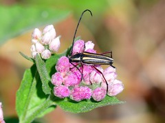 Sphaenothecus bilineatus