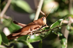 Schistocerca rubiginosa