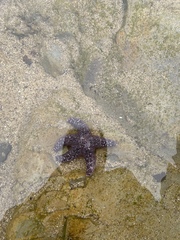 Pisaster ochraceus