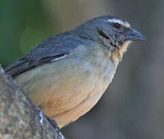 Saltator coerulescens