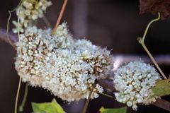 Cuscuta compacta