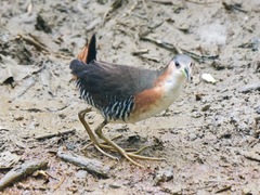 Laterallus melanophaius