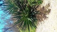 Agave rhodacantha
