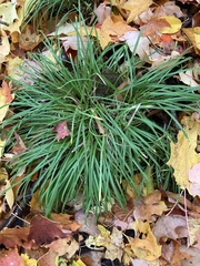 Carex pedunculata