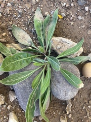 Oenothera macrocarpa