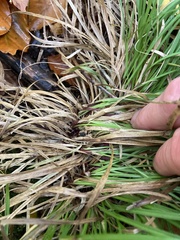 Carex pedunculata