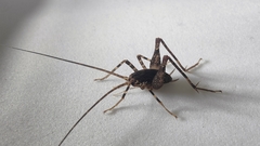 Pleioplectron simplex