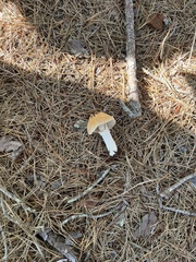 Amanita persicina