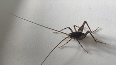 Pleioplectron simplex