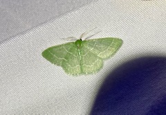 Synchlora aerata