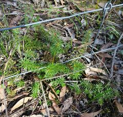 Persoonia chamaepeuce