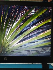 Dasylirion acrotrichum