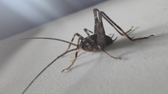 Pleioplectron simplex