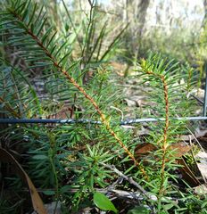Persoonia chamaepeuce
