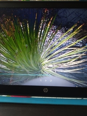 Dasylirion acrotrichum