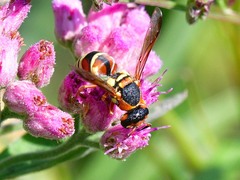 Euodynerus annulatus