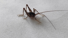 Pleioplectron simplex