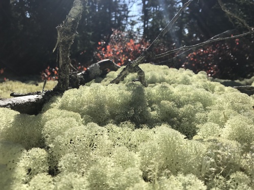 Star-tipped Reindeer Lichen (Cladonia stellaris)