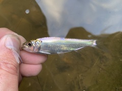 Alosa pseudoharengus