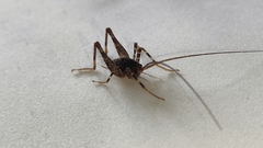 Pleioplectron simplex