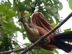 Opisthocomus hoazin