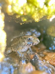 Fejervarya kawamurai
