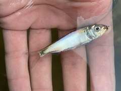 Alosa pseudoharengus