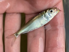 Alosa pseudoharengus