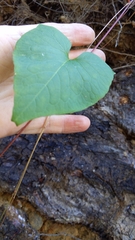 Fallopia cilinodis