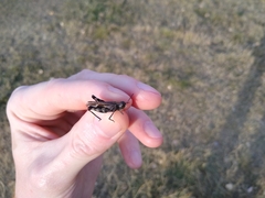 Encoptolophus costalis