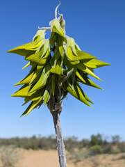 Crotalaria cunninghamii