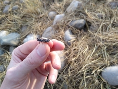 Encoptolophus costalis