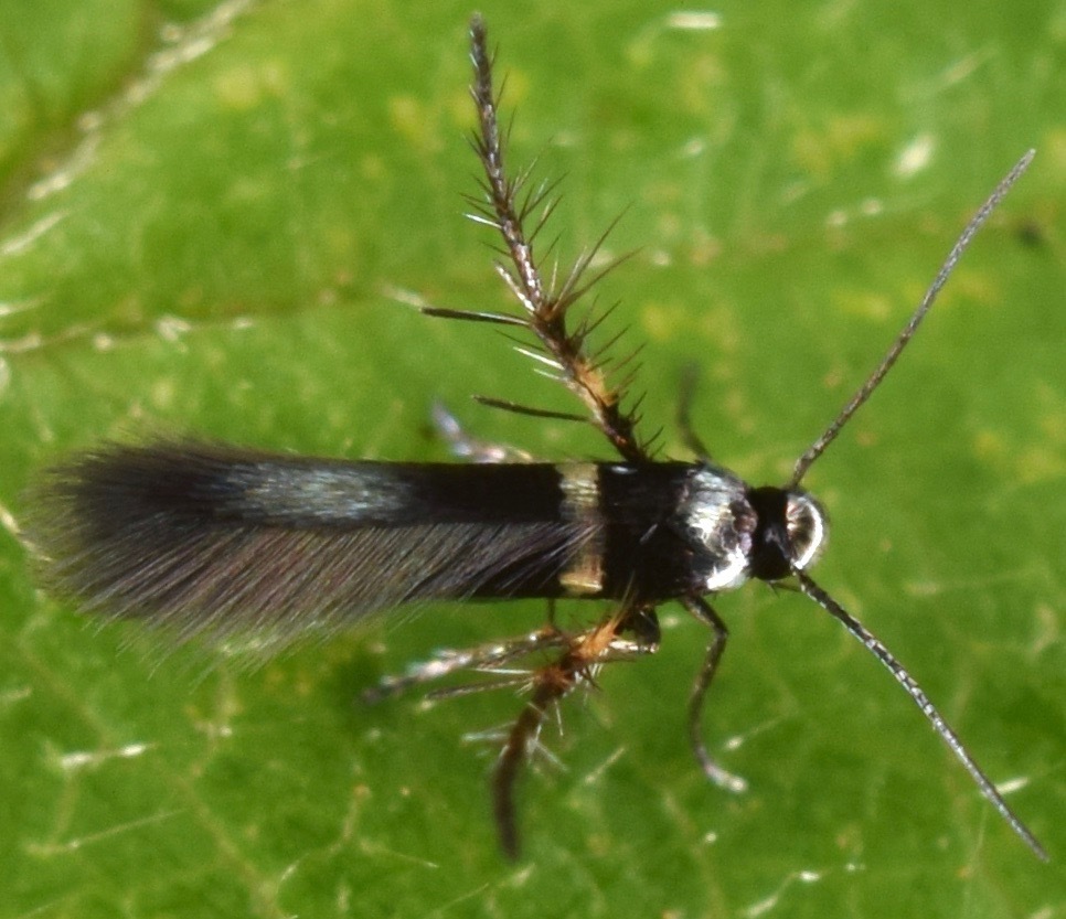 Cycloplasis panicifoliella