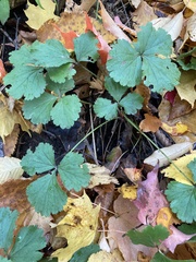 Waldsteinia fragarioides