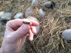 Encoptolophus costalis